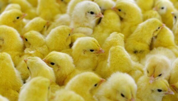 China examinará a animales de granja para predecir terremotos - Sputnik Mundo