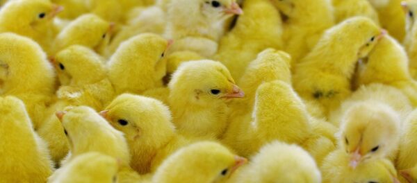 Pollos - Sputnik Mundo