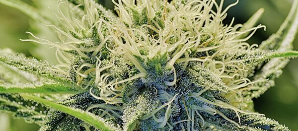 Cannabis Cannabis - Sputnik Mundo