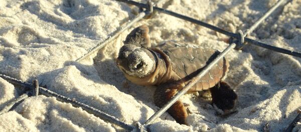 Tortuga - Sputnik Mundo