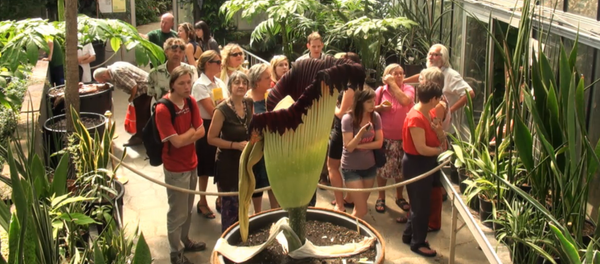 Flor cadáver (Amorphophallus titanum) - Sputnik Mundo