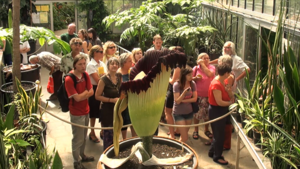 Flor cadáver (Amorphophallus titanum) Flor cadáver (Amorphophallus titanum) - Sputnik Mundo