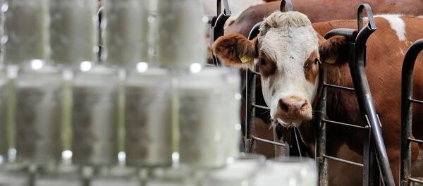 Productores lácteos de Uruguay temen a crisis económica en Venezuela - Sputnik Mundo