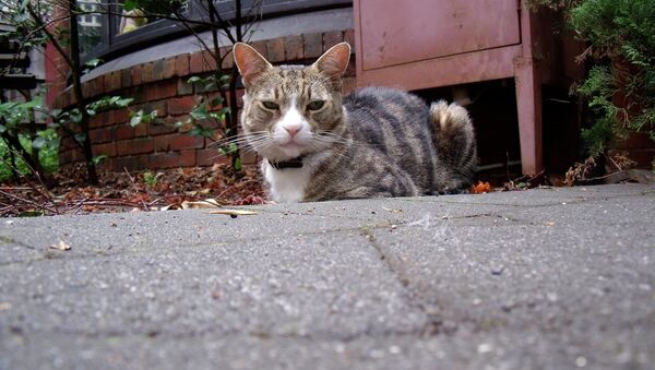Gato - Sputnik Mundo