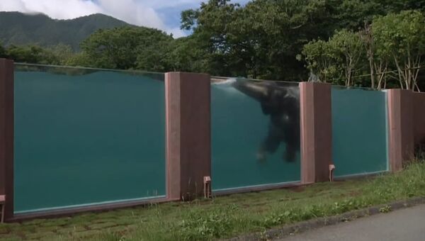 Una piscina transparente - Sputnik Mundo