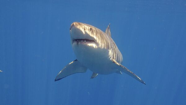 Tiburón blanco - Sputnik Mundo
