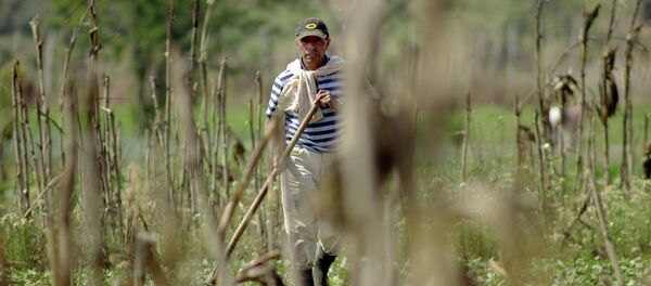 Agricultor de Guatemala - Sputnik Mundo