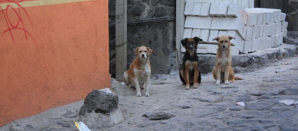 Tres perros callejeros - Sputnik Mundo