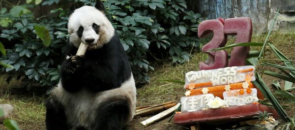 Panda Jia Jia - Sputnik Mundo