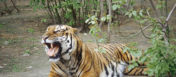 Tigre de Amur en el zoológico de Moscú - Sputnik Mundo
