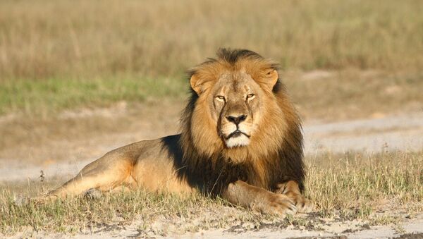 León Cecil en el Parque Nacional Hwange, Zimbabue - Sputnik Mundo