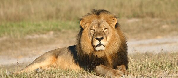 León Cecil en el Parque Nacional Hwange, Zimbabue León Cecil en el Parque Nacional Hwange, Zimbabue - Sputnik Mundo