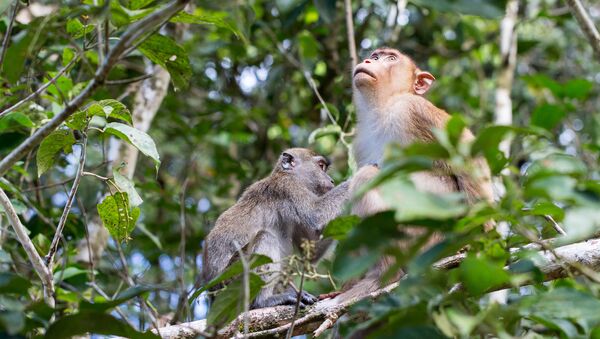 Monos en el bosque - Sputnik Mundo