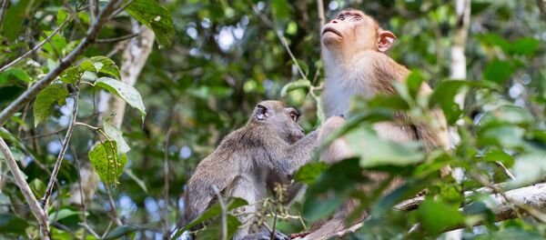 Monos en el bosque - Sputnik Mundo