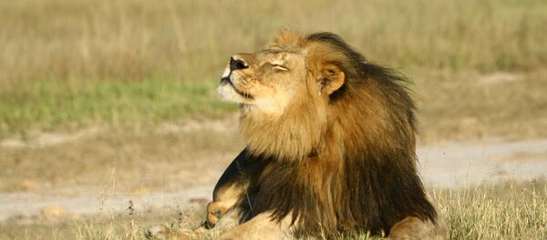 León Cecil en el Parque Nacional Hwange, Zimbabue León Cecil en el Parque Nacional Hwange, Zimbabue - Sputnik Mundo