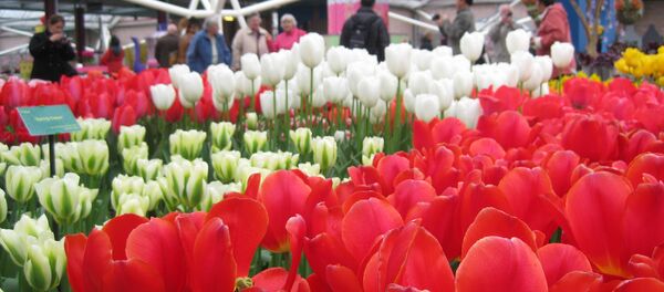 Tulipánes - Sputnik Mundo