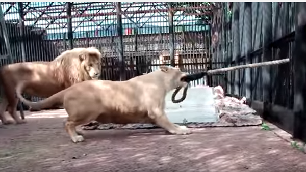 Leones, estos gatos grandes - Sputnik Mundo