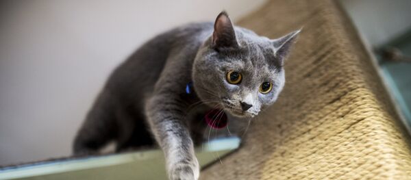 Gato (Archivo) Gato (Archivo) - Sputnik Mundo