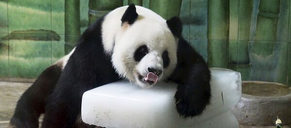 Panda gigante Weiwei en el parque zoológico en la provincia de Hubei, China, el 4 de agosto, 2015 - Sputnik Mundo