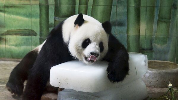 Panda gigante Weiwei en el parque zoológico en la provincia de Hubei, China, el 4 de agosto, 2015 - Sputnik Mundo