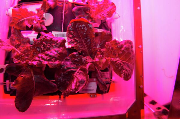 Lechuga cultivada en el laboratorio espacial Veggie - Sputnik Mundo