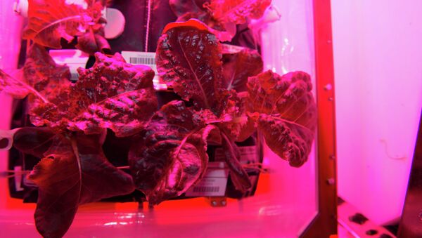 Col cultivada en el laboratorio espacial Veggie - Sputnik Mundo