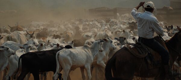 Una granja en Brasil - Sputnik Mundo