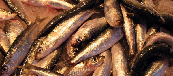 El arenque - Sputnik Mundo