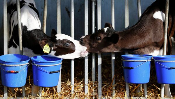 Fabricación de leche en Reino Unido - Sputnik Mundo