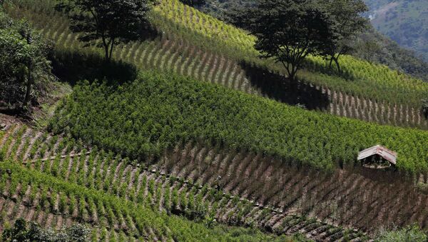 Granja de coca en Huancané, Bolivia - Sputnik Mundo