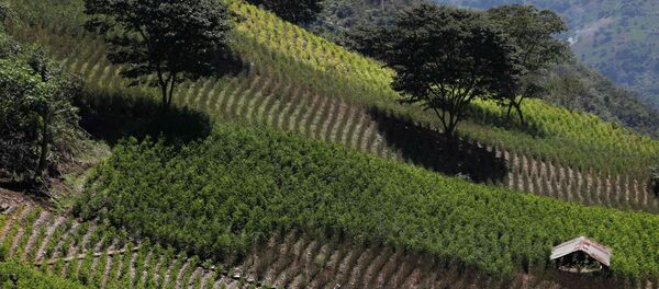 Cultivación de coca en Bolivia - Sputnik Mundo