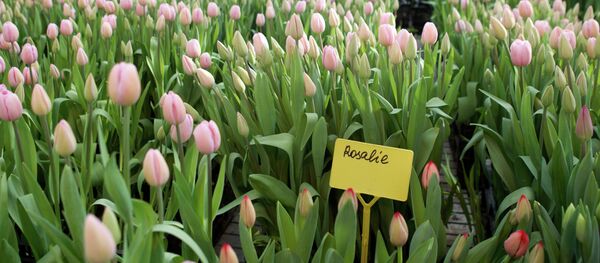 Ecuador y Rusia abordarán suministro de flores - Sputnik Mundo