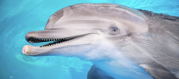 Un delfín - Sputnik Mundo