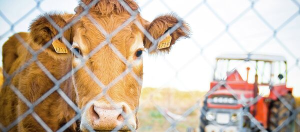 Una vaca en España Una vaca en España - Sputnik Mundo