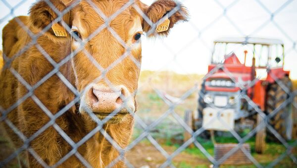 Una vaca en España - Sputnik Mundo