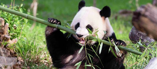 Panda gigante - Sputnik Mundo