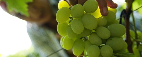 Un viñedo en Crimea - Sputnik Mundo