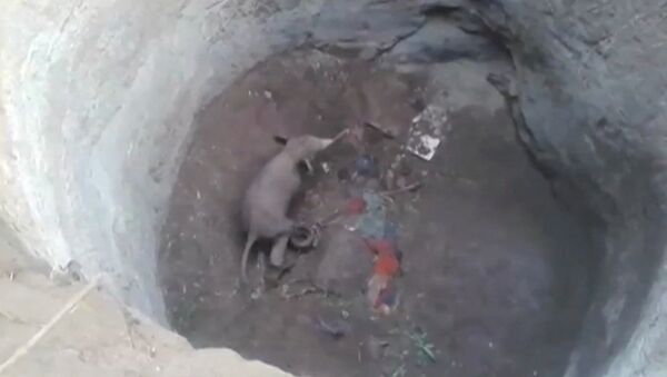 Rescate de una cría de elefante en la India - Sputnik Mundo
