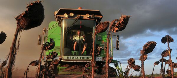 Agricultor recoge la cosecha en la provincia de Buenos Aires - Sputnik Mundo