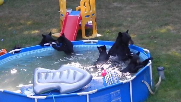 Una camada de oseznos invade una piscina infantil - Sputnik Mundo