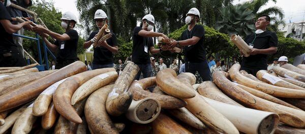 Marfil de contrabando descaminado en Tailandia Marfil de contrabando descaminado en Tailandia - Sputnik Mundo