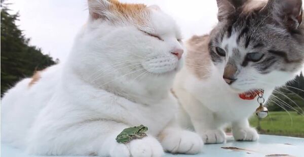 Cada gato tiene derecho a …una rana Cada gato tiene derecho a …una rana - Sputnik Mundo