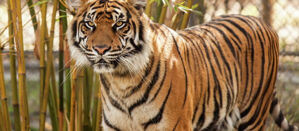 Tigre - Sputnik Mundo