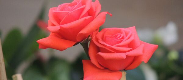 Las flores - Sputnik Mundo