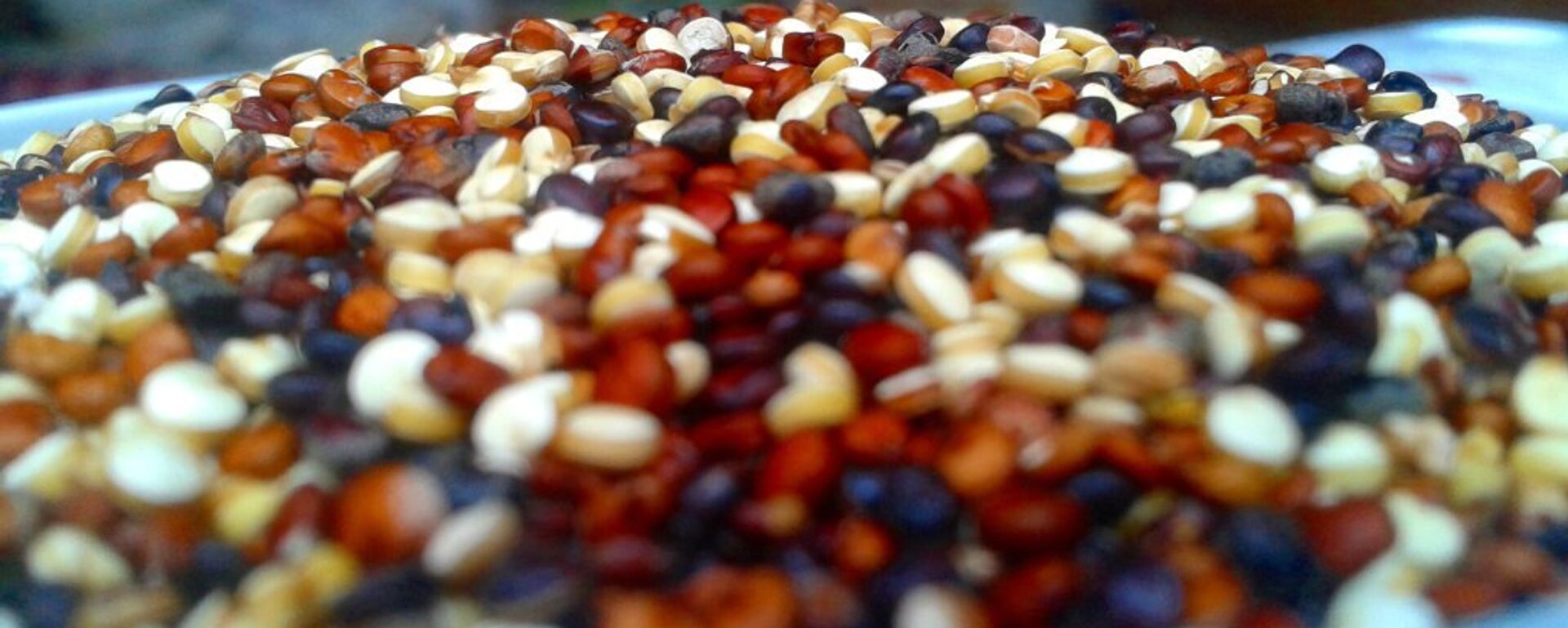 Quinua (archivo) Quinua (archivo) - Sputnik Mundo, 1920, 19.12.2022