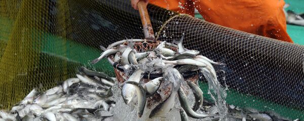 Pesca (imagen referencial) - Sputnik Mundo