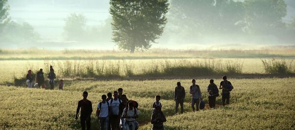 Migrants walk through a field to cross the border from Greece to Macedonia near the Greek village of Idomeni on August 29, 2015 - Sputnik Mundo