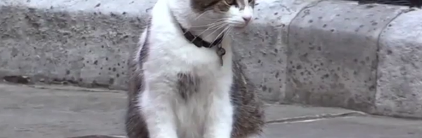 El gato de Cameron sufre la patada de un policía - Sputnik Mundo