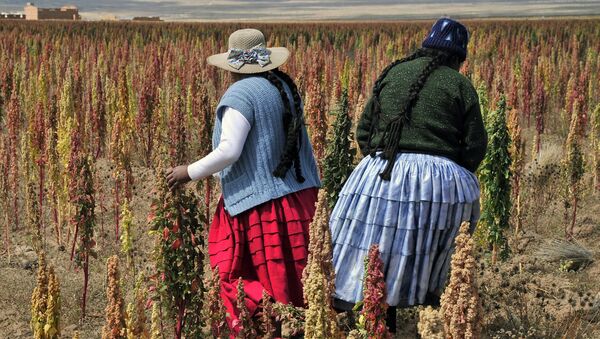 Plantación en Bolivia (archivo) - Sputnik Mundo