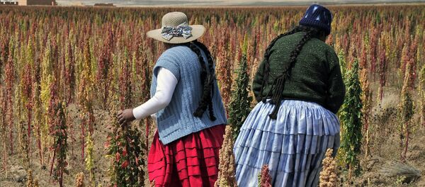 Bolivian Aymara natives walk in a Quinoa plantation during a visit to the so-called Quinoa Route in the Bolivian Andes, on April 8, 2013 in the Tarmaya community, 120 km south of La Paz. - Sputnik Mundo